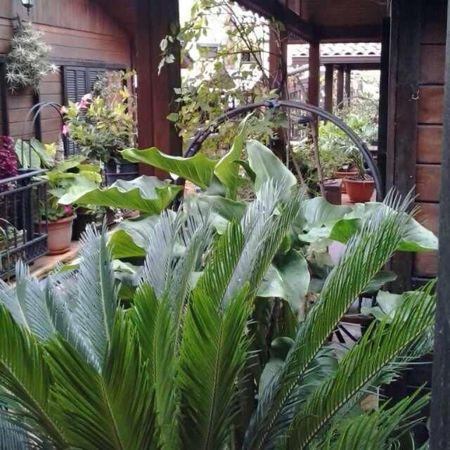 Cabanas Valle Verde Moya  Dış mekan fotoğraf